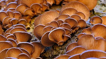 Austernpilze von Sabrina de Vries