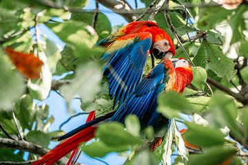 Feux d'artifice tropicaux | Macaw's sur Femke Ketelaar