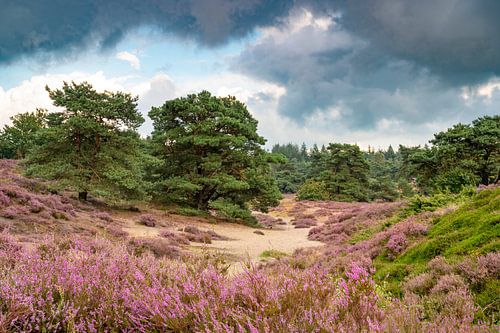 Bloeiende heide in een heidelandschap tijdens de zomer