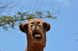 Camel in Aruba by Karel Frielink