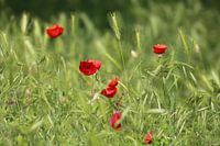 Poppy's