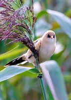 Bearded reedling juggling.