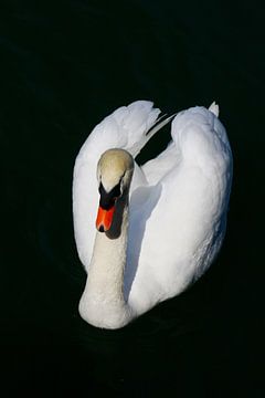 White Swan by Yvonne Smits
