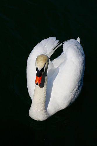 White Swan