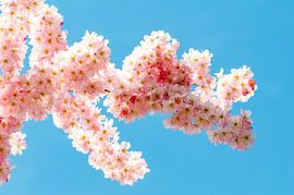 Delicate kersenbloesems tegen een blauwe lucht van Alexander Baumann