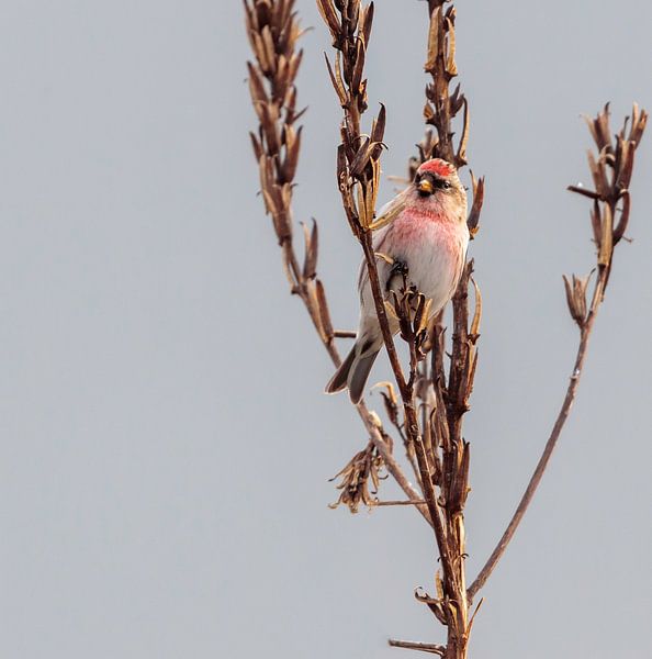 Barmsijs by Theo de Wild