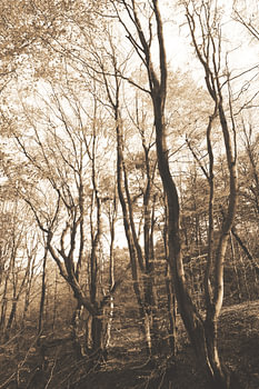 Des arbres fantastiques dans une forêt magique