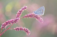 Blauw vlindertje op roze takje van Judith Borremans thumbnail
