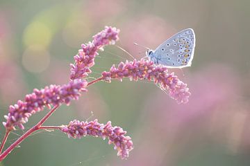 Blauw vlindertje op roze takje van Judith Borremans