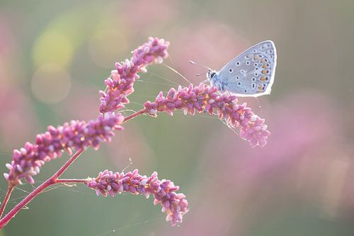 Blauw vlindertje op roze takje