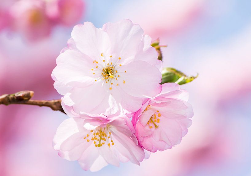 Photo macro des fleurs de cerisier rose d'un cerisier d'ornement par ManfredFotos