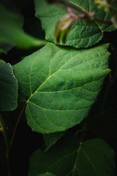 Plant in het donker van Sander van Driel