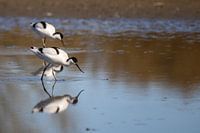 Säbelschnäbler im Gruijters' Land in Spaarndam