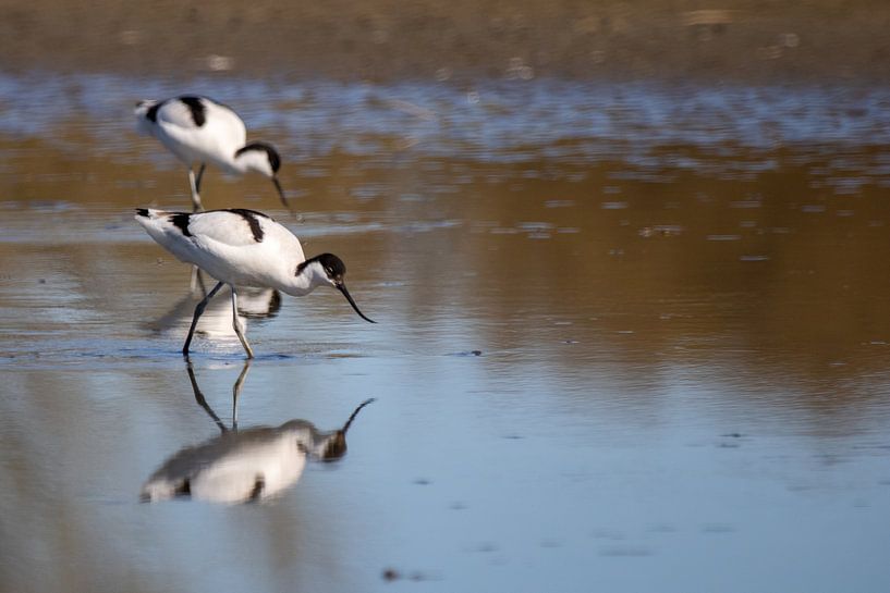 Säbelschnäbler im Gruijters' Land in Spaarndam von Miranda Vleerlaag