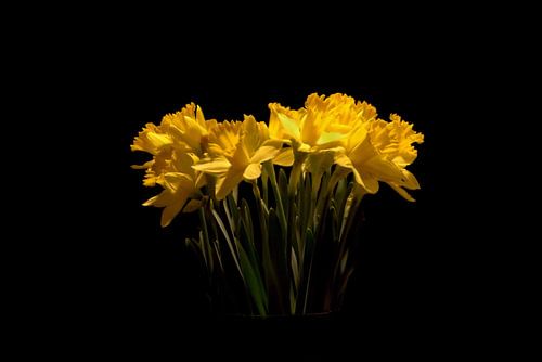 A flower in the dark