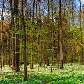 Frühling im Wald von Daniela Beyer