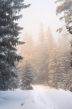 Winterwandelen in het Tannheimer Tal. Zonsopgang op de top van de wolken met verse sneeuw van Daniel Pahmeier