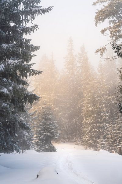 Winter hiking in the Tannheimer valley. Sunrise at the top of the clouds with fresh snow by Daniel Pahmeier