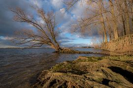 Boomwortels von Moetwil en van Dijk - Fotografie