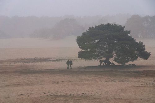 Boom geworteld in soesterduinen in druilerig weer