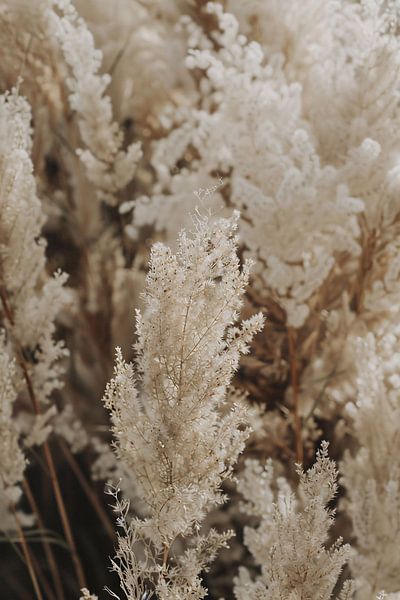 see-through by Imperial Art House