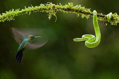 Green-headed Caveadder, Side-stripe Palm-pitviper, Bothriechis