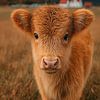 schotse hooglander / schotse hooglander kalfje van Gelissen Artworks