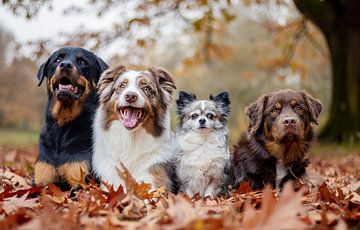Vier honden op een rij van Shanna van Mens Fotografie
