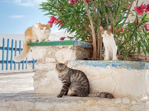 Drie katten die in een griekse steegje poseren