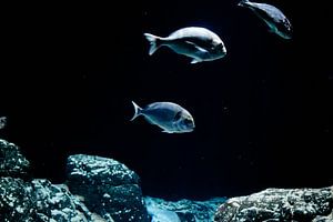 Poissons dans l'aquarium