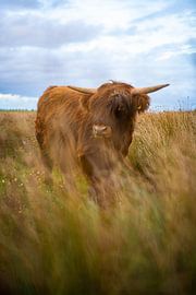 Schottischer Highlander in Graslandschaft