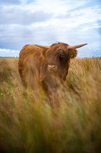 Schotse hooglander in graslandschap