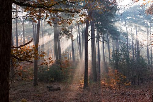 Sunshine forest, Low Fire !