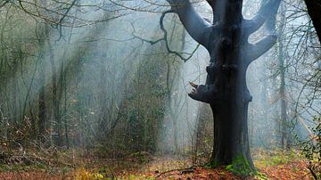 Die Sonnenharfe von Sabrina de Vries