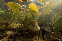 sun perch lurks under a bed of water lilies