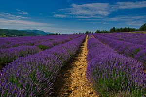 Lavender field near Sault in Provence by Tanja Voigt