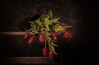 fallen tulips in red by Peter Abbes thumbnail