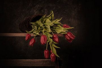 tulipes tombées en rouge sur Peter Abbes