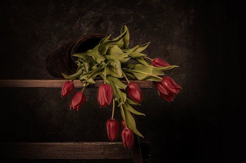 gevallen tulpen in het rood