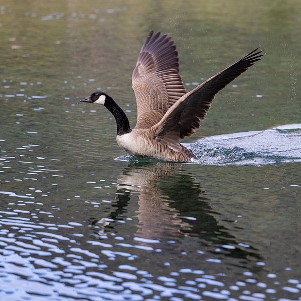 Wilde Gans van Andreas Müller