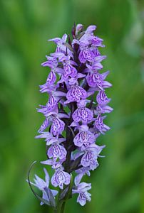 Reed orchid, wild orchid. Special! by Marjon Woudboer