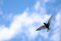 bird in the air