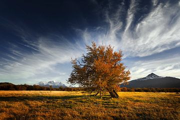 Lone lenga tree in autumn landscape by Chris Stenger