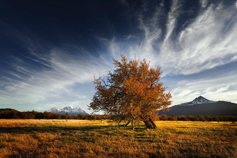 Einsamer Lengabaum in Herbstlandschaft von Chris Stenger