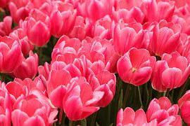 Pink flowers in beautiful bloom by Jennifer Hendriks