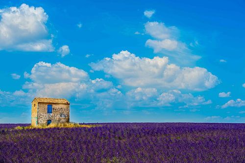 huis in lavendelveld