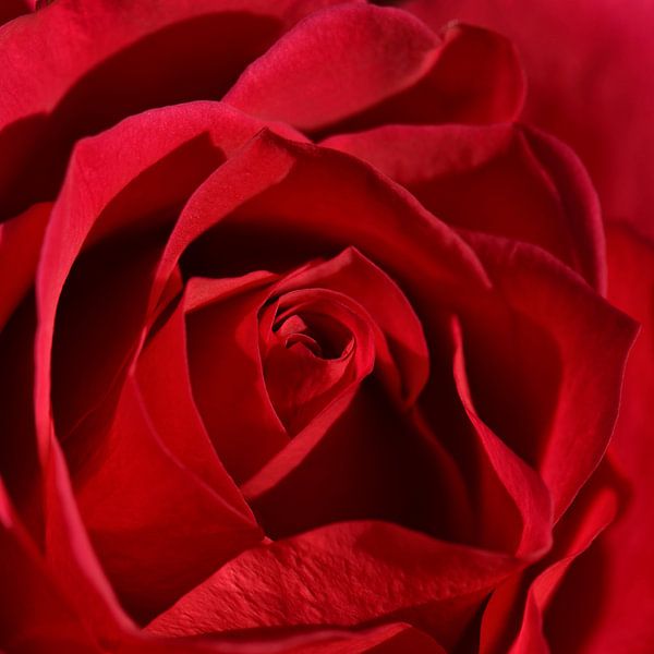 Red Rose by Violetta Honkisz