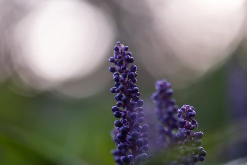 purple autumn splendour