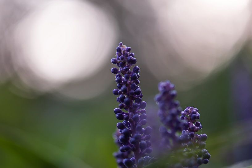 purple autumn splendour by Tania Perneel