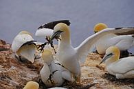 Broedende jan-van-genten op het eiland Helgoland. van Babetts Bildergalerie thumbnail